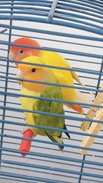 Koppel agapornis  roseicollis, Meerdere dieren, Dwergpapegaai of Agapornis