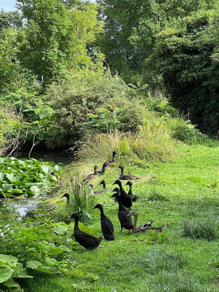 Loopeenden, Dieren en Toebehoren, Pluimvee, Eend, Meerdere dieren