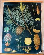 Oude Schoolkaart Pinus-naaldboom Hagemann Jung Koch, Antiek en Kunst, Ophalen of Verzenden, Natuur en Biologie
