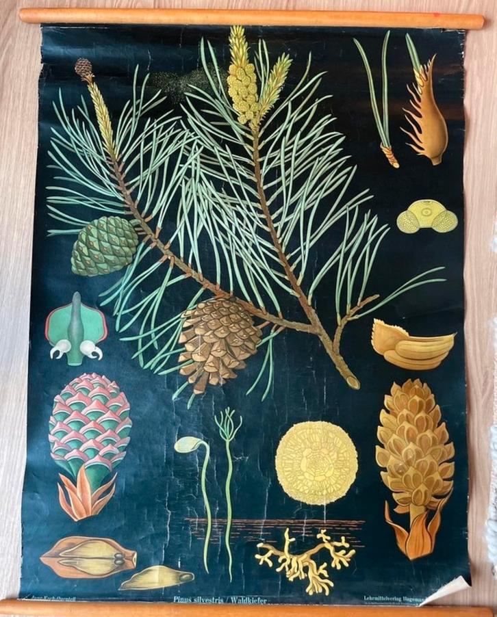 Oude Schoolkaart Pinus-naaldboom Hagemann Jung Koch, Antiek en Kunst, Antiek | Schoolplaten, Natuur en Biologie, Ophalen of Verzenden