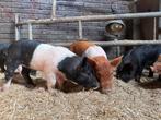 Husumer biggen, Meerdere dieren, Varken, 0 tot 2 jaar