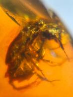 Birmees Amber (0) met insluiting van Coleoptera kever., Verzenden, Fossiel