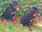 Twee rottweiler pups, 8 tot 15 weken, Meerdere, Meerdere dieren, Rottweiler