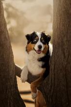 Australian Shepherd staat ter dekking, Rabiës (hondsdolheid), Reu, Eén hond, 3 tot 5 jaar