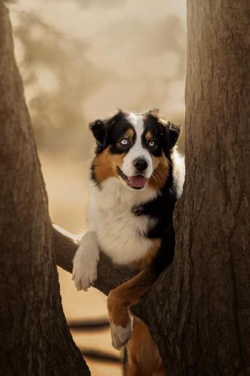 Australian Shepherd staat ter dekking beschikbaar voor biedingen