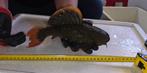 Cactus pleco vis L600 ongeveer 30CM, Dieren en Toebehoren, Vis, Zoetwatervis