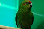 Kakarikies, Dieren en Toebehoren, Geslacht onbekend, Parkiet