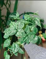 Scindapsus pictus stekjes, Ophalen of Verzenden, Halfschaduw, Minder dan 100 cm