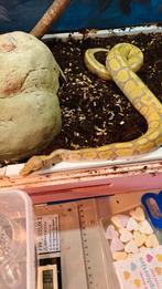 Ball python, Slang, Tam, 0 tot 2 jaar