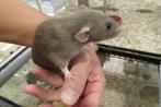 Tamme ratjes, Rat, Juli, Meerdere dieren, Tam