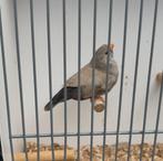 Zebravinken meerdere mutaties, Dieren en Toebehoren, Vogels | Overige Vogels, Meerdere dieren, Tropenvogel