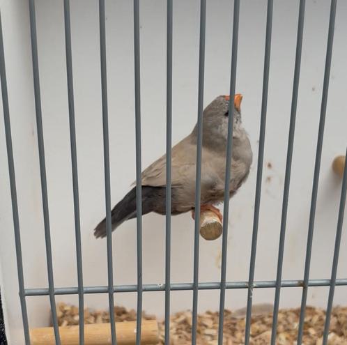 Zebravinken meerdere mutaties, Dieren en Toebehoren, Vogels | Overige Vogels, Tropenvogel, Meerdere dieren