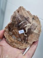 Plak van versteend hout, Ophalen of Verzenden, Mineraal