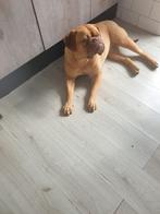 Bordeaux dog teef 1.5, Dieren en Toebehoren, Honden | Bulldogs, Pinschers en Molossers, 1 tot 2 jaar, Teef, Bulldog, Eén hond