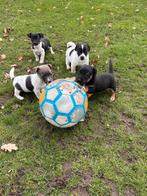 Jack russell pups, Rabiës (hondsdolheid), Jack Russell Terriër, 8 tot 15 weken, Meerdere