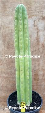 VALSE SAN PEDRO CACTUSSEN, Huis en Inrichting, Bloeiende kamerplant, Volle zon, Verzenden, 200 cm of meer