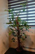 Philodendron pedatum ( Lengte +/- 190 cm.), Huis en Inrichting, Kamerplanten, Ophalen, Overige soorten, Halfschaduw, 150 tot 200 cm