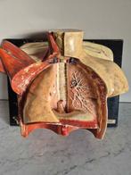 Vintage  anatomie model torso  borst en l vermoedellijk soms, Verzenden