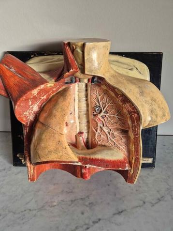 Vintage  anatomie model torso  borst en l vermoedellijk soms beschikbaar voor biedingen