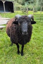 Ouessant ram lam 6 maand, Dieren en Toebehoren, Mannelijk, Schaap, 0 tot 2 jaar