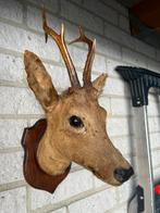 taxidermie opgezette ree hert, Ophalen of Verzenden, Zo goed als nieuw, Hert, Opgezet dier