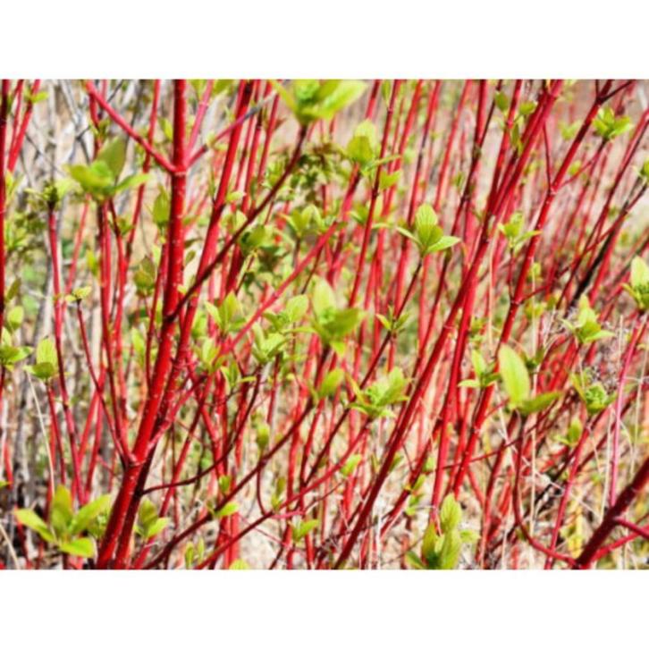 Cornus alba - witte kornoelje, Tuin en Terras, Planten | Struiken en Hagen, Struik, Overige soorten, Minder dan 100 cm, Ophalen