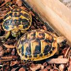 Testudo hermanni, Dieren en Toebehoren, Reptielen en Amfibieën, 0 tot 2 jaar