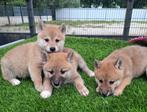 TE KOOP MOOIE SHIBA INU PUPS, Nederland, Overige rassen, CDV (hondenziekte), 8 tot 15 weken