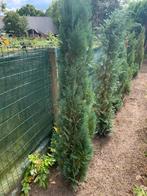 Conifeer, Tuin en Terras, Planten | Struiken en Hagen, Ophalen of Verzenden, Conifeer, 100 tot 250 cm