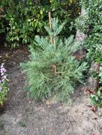 sequoia giganteum - Mammoetboom - 1m hoog 5 jaar oud, Tuin en Terras, Planten | Bomen, Overige soorten, 100 tot 250 cm, Zomer