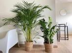 2for80- Areca Palm and Zamioculcas Zamifolia, Huis en Inrichting, Kamerplanten, Ophalen of Verzenden