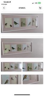 JENNY CAPON. -  VIJFLUIK. -  BIRDS.  -  PENTAPTYCH ART., Ophalen of Verzenden