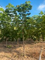 Catalpa trompetboom 3-jarig, Overige soorten, 250 tot 400 cm, Zomer, Ophalen