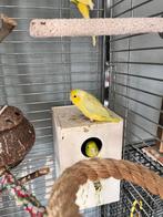 forpus van 2025 geel koppel, Dieren en Toebehoren, Vogels | Parkieten en Papegaaien, Meerdere dieren, Dwergpapegaai of Agapornis