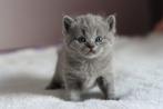 Nog twee britse korthaar zusjes beschikbaar!, Dieren en Toebehoren, Katten en Kittens | Raskatten | Korthaar, Poes, Gechipt, 0 tot 2 jaar