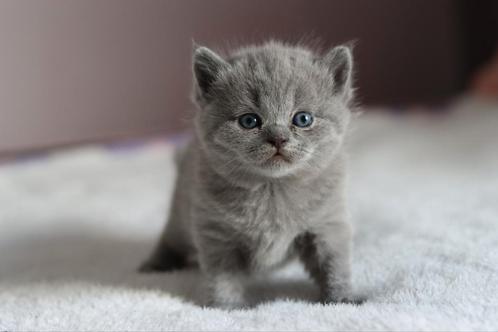 Nog twee britse korthaar zusjes beschikbaar!, Dieren en Toebehoren, Katten en Kittens | Raskatten | Korthaar, Poes, 0 tot 2 jaar