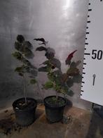 Corylus Maxima Purpurea – Paarse Hazelaar, In pot, Halfschaduw, Overige soorten, Winter