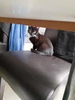 Nog 1 lieve kitten, Meerdere dieren