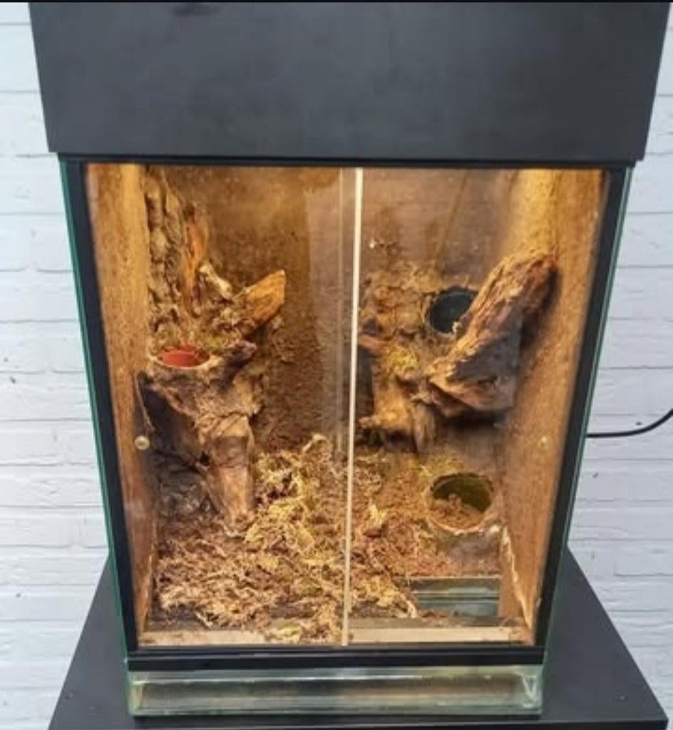 Dutch rana paludarium, Ophalen of Verzenden