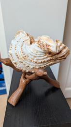 Grote schelp, Ophalen of Verzenden, Zo goed als nieuw