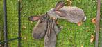 Vlaamse reuzen., Dieren en Toebehoren, Meerdere dieren, Groot