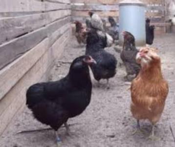 Araucana kippen en Marans kippen. beschikbaar voor biedingen