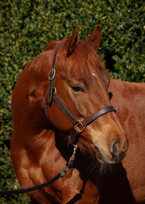 APHA Brady Chex x White Enough, Dieren en Toebehoren, Paarden, Merrie, Minder dan 160 cm, 3 tot 6 jaar, Westernpaard, Met stamboom