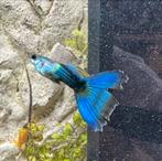 Mix guppies (blue moscow)