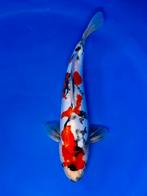 VHQ Jumbo Tosai Doitsu Showa 35-40cm Japanse koi, Dieren en Toebehoren, Karper of Koi
