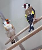 Majoor putters, Mannelijk, Wildzangvogel, Geringd