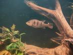 Cichla kelberi 25cm, Dieren en Toebehoren, Vissen | Aquariumvissen