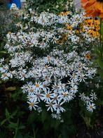 Herfstaster paars, zomeraster lila blauw en wit, Tuin en Terras, Planten | Tuinplanten, Ophalen, Vaste plant
