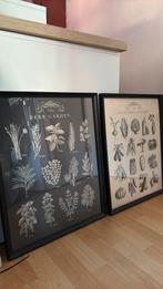 Ikea knoppang poster, Huis en Inrichting, Woonaccessoires | Schilderijen, Tekeningen en Foto's, Ophalen, Zo goed als nieuw, Foto of Poster
