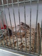 chinese dwerg kwartels, Dieren en Toebehoren, Pluimvee, Meerdere dieren, Overige soorten